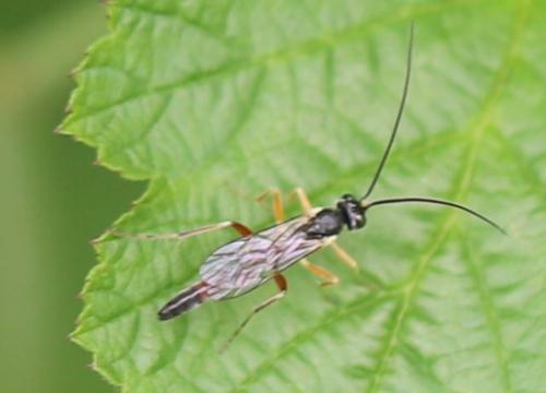 Réf. 285 203 : Campopleginae inconnu
