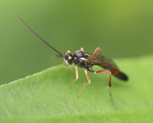 Réf. 285 204 : Campopleginae inconnu