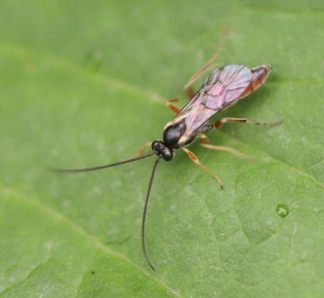 Réf. 285 205 : Campopleginae inconnu