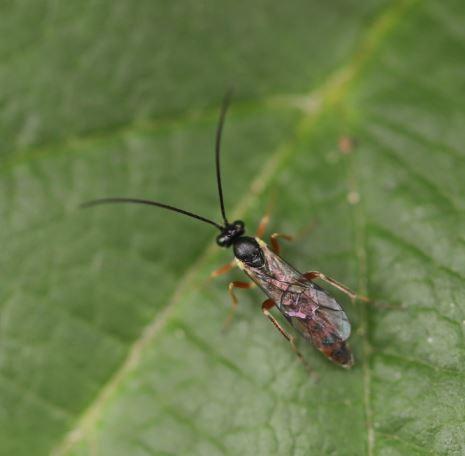Réf. 285 206 : Campopleginae inconnu