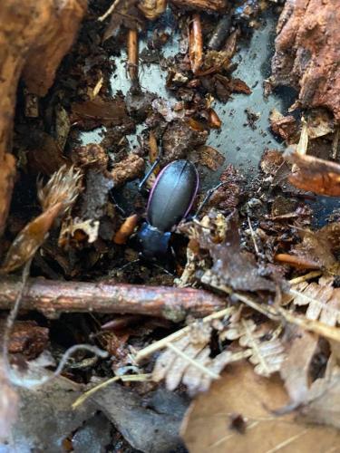 Réf. 285 233 : Carabus violaceus purpurascens