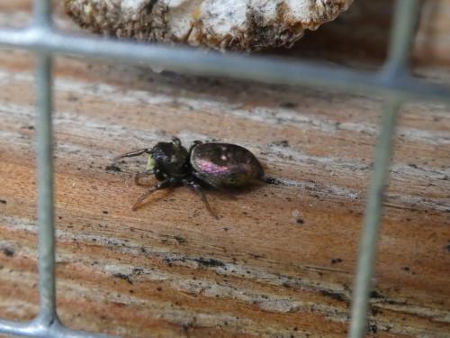 Réf. 285 384 : Heliophanus auratus