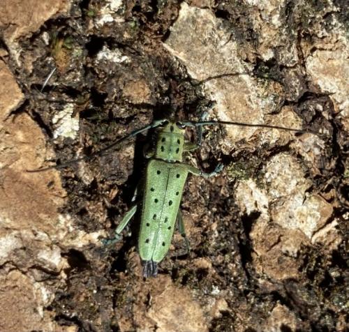 Réf. 285 373 : Saperda punctata