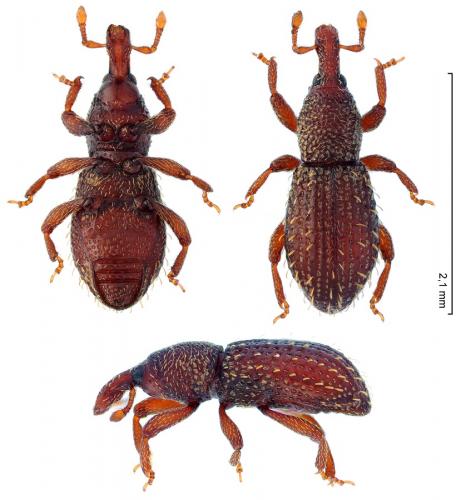 Cotaster uncipes