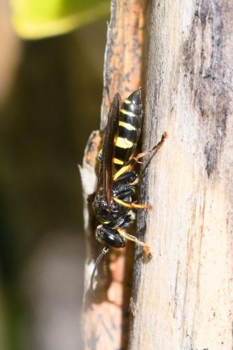 Gorytes planifrons