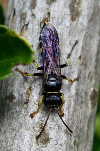 Réf. 285 162 : Gorytes planifrons