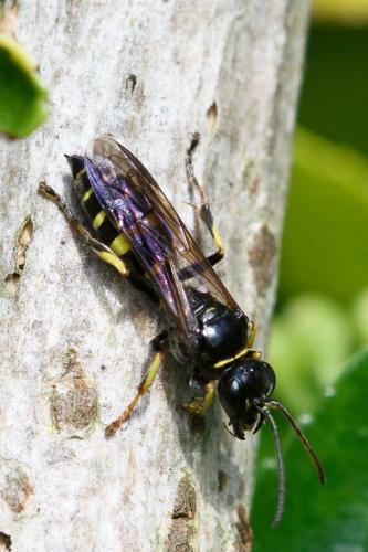 Gorytes planifrons