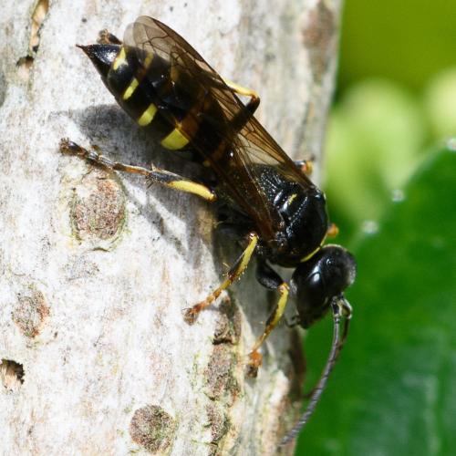 Gorytes planifrons