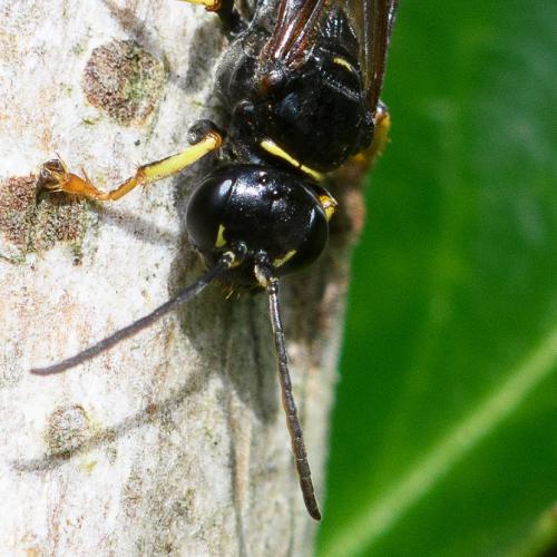 Réf. 285 164 : Gorytes planifrons