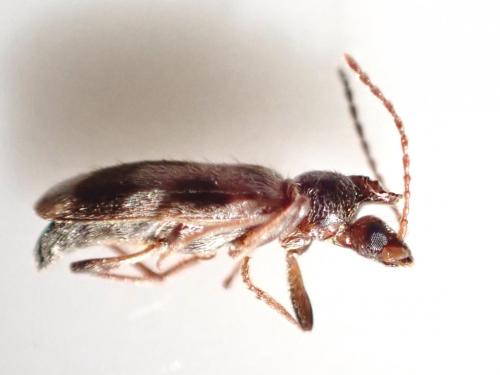 Notoxus lonai