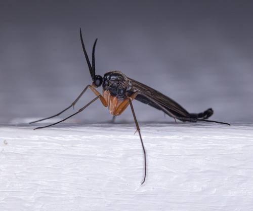 Réf. 285 056 : Platyura marginata