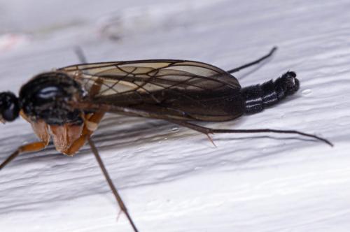 Réf. 285 057 : Platyura marginata