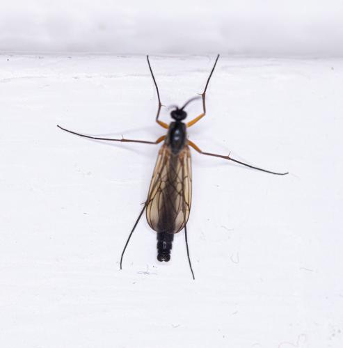 Réf. 285 058 : Platyura marginata