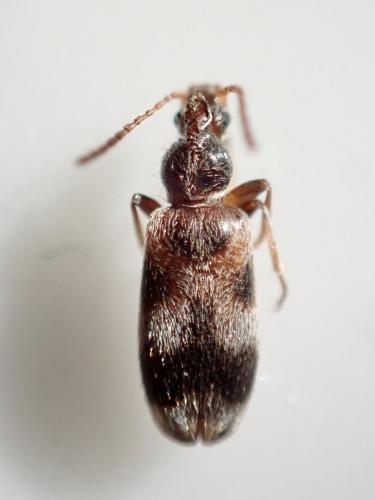 Notoxus lonai