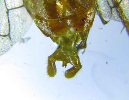 Réf. 285 849 : Cephalcia erythrogaster