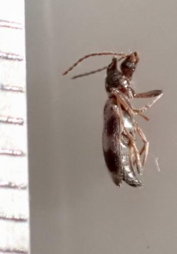Notoxus lonai
