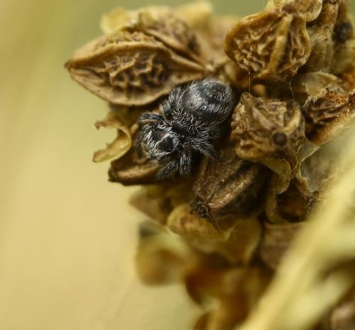Philaeus chrysops