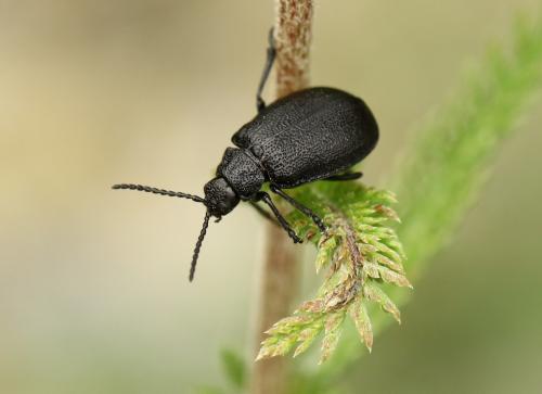 Réf. 285 346 : Galeruca tanaceti