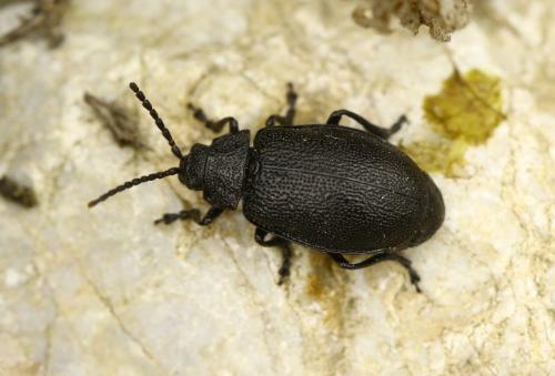 Réf. 285 347 : Galeruca tanaceti