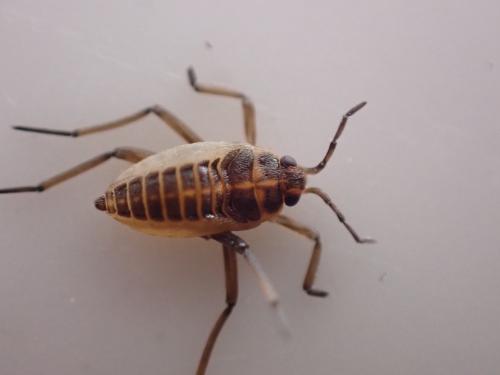 Réf. 285 906 : Velia sp.