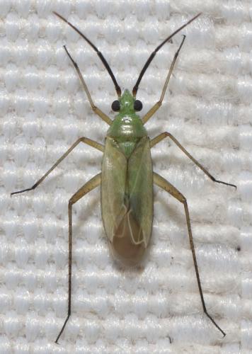 Réf. 285 436 : Oncotylus nigricornis