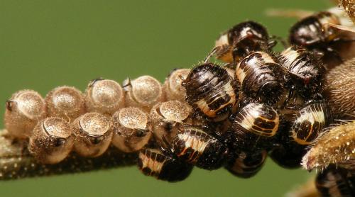 Réf. 285 785 : Dolycoris baccarum