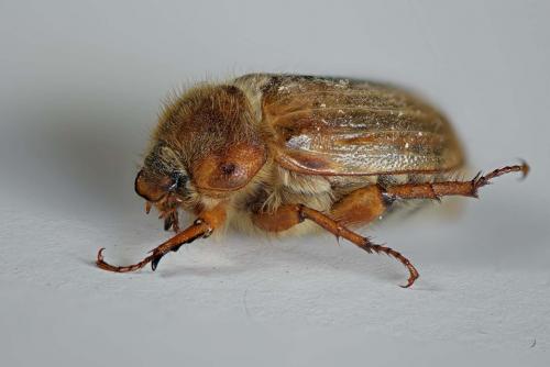 Amphimallon solstitiale