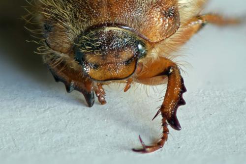 Amphimallon solstitiale