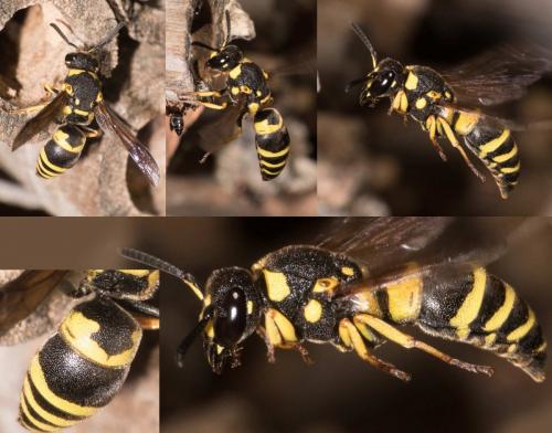 Réf. 285 217 : Euodynerus sp.