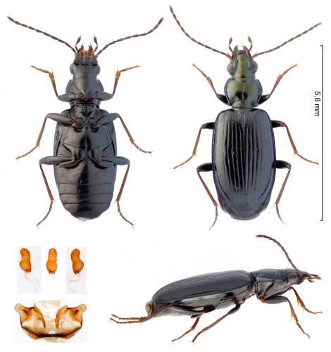 Bembidion coeruleum