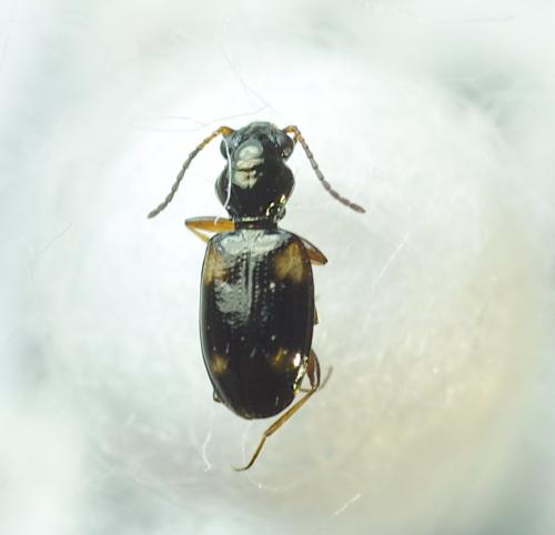 Bembidion quadrimaculatum