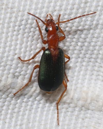 Brachinus plagiatus