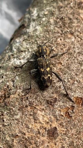 Réf. 285 273 : Xylotrechus rusticus