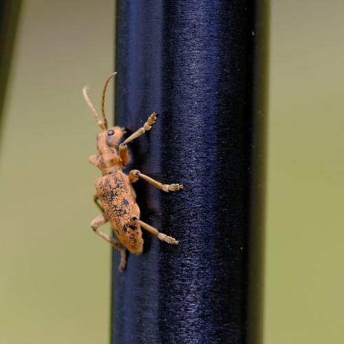 Rhagium sycophanta