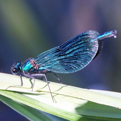 Calopteryx splendens