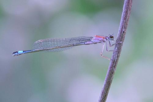 Ischnura elegans