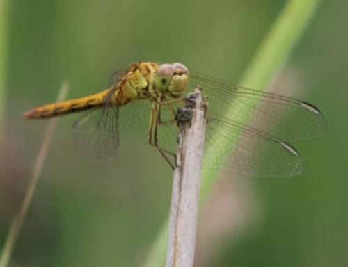 Sympetrum meridionale