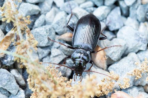 Réf. 285 007 : Nebria salina