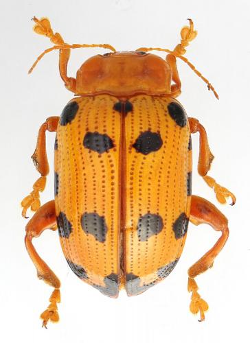 Réf. 285 503 : Podontia quatuordecimpunctata
