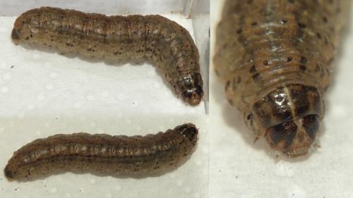 Réf. 285 328 : Agrotis trux