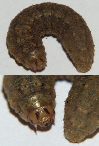 Réf. 285 860 : Agrotis bigramma