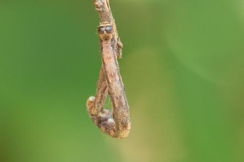 Réf. 285 012 : Agriopis sp.