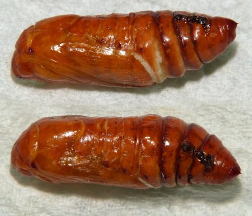 Réf. 285 329 : Agrotis trux