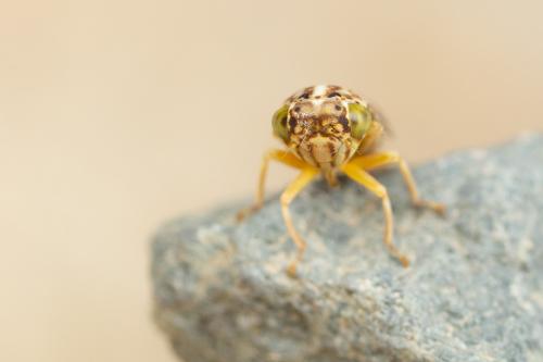 Stenidiocerus poecilus