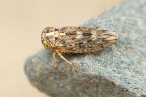 Stenidiocerus poecilus