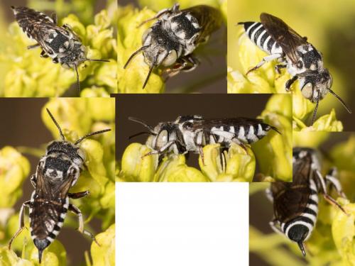 Coelioxys caudata