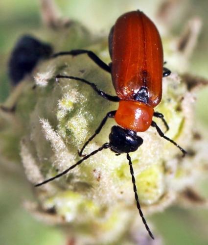Zonitis nana