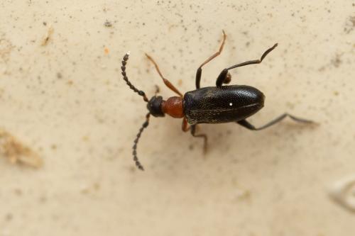 Anidorus sanguinolentus