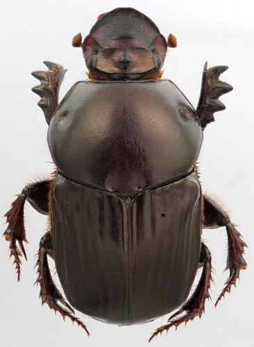Réf. 285 499 : Onitis sp.