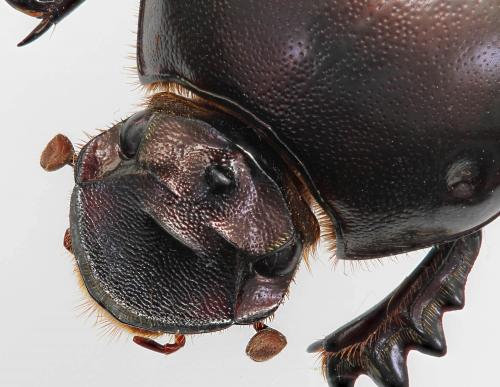 Réf. 285 500 : Onitis sp.